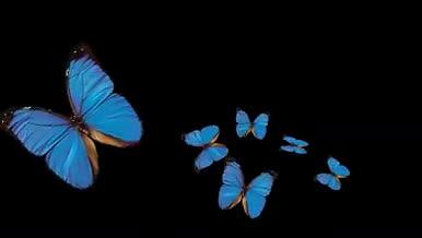 蓝色蝴蝶成群不规则飞舞带通道透明素材AE视频的预览图